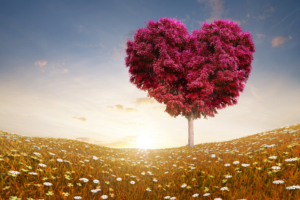 Love Heart Tree Fields6728715003 300x200 - Love Heart Tree Fields - tree, Love, Heart, fields
